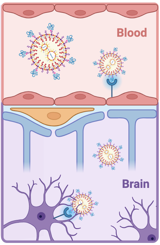 An illustration of LNPs penetrating the BBB to target endothelial cells and neurons.